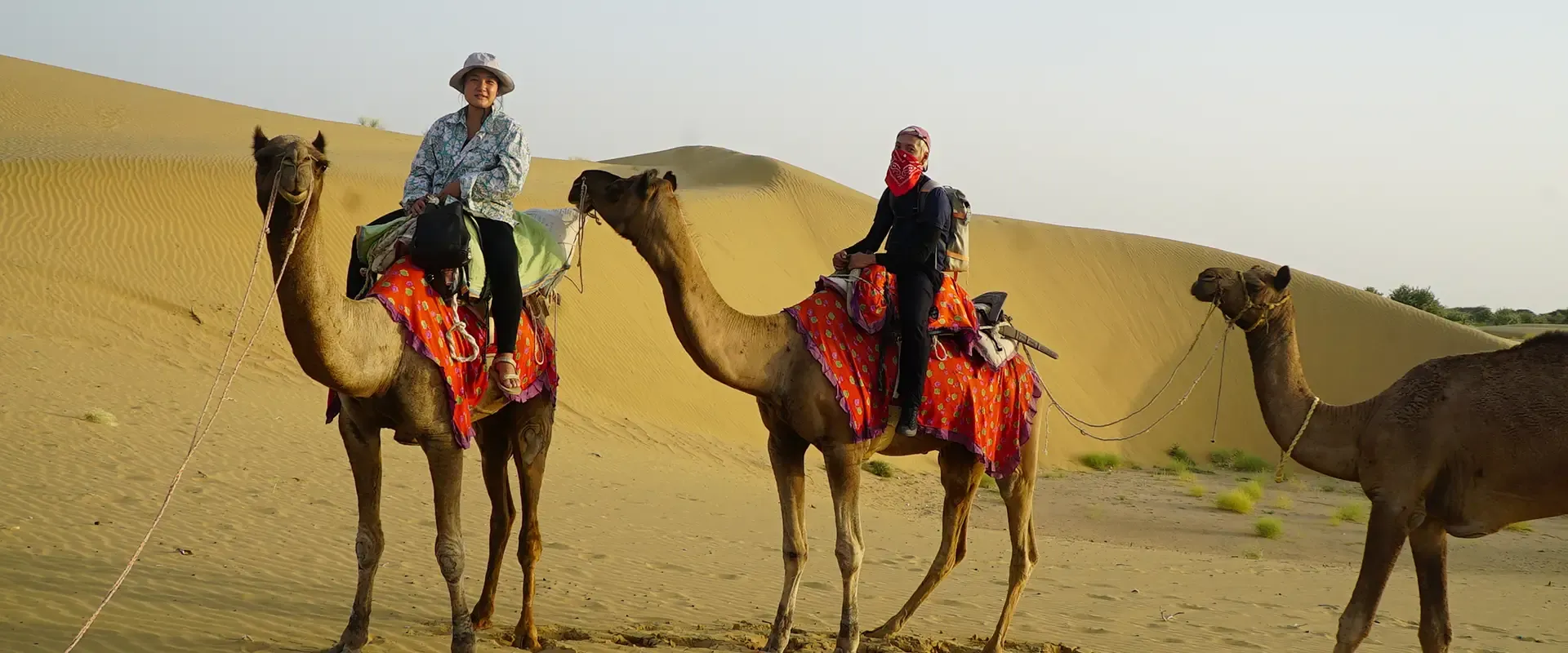 Camel caravan on a Thar Desert sand dune at sunset near Jaisalmer